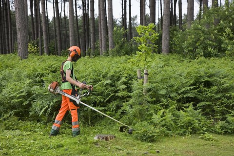 Forester wearing earmuffs removing bracken with string trimmer in forest