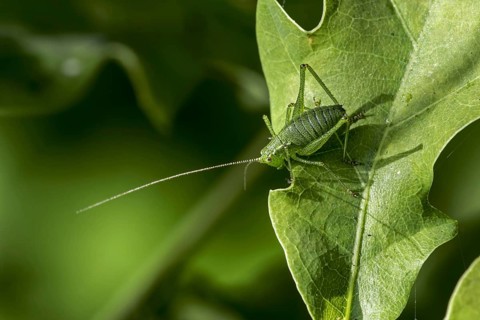 Speckled bush-cricket (Leptophyes punctatissima) male on leaf