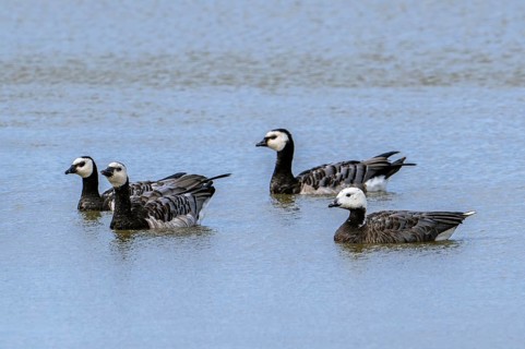 Emperor x barnacle goose hybrid (Anser canagicus x Branta leucopsis) swimming among flock of