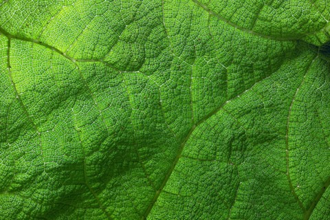 Close-up of a green leaf with fine texture and veins