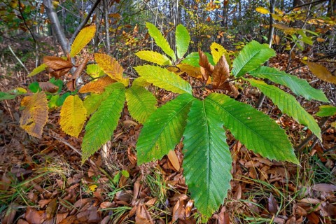 Sweet chestnut tree, Spanish chestnut (Castanea sativa) close-up of leaves in autumn colours, fall
