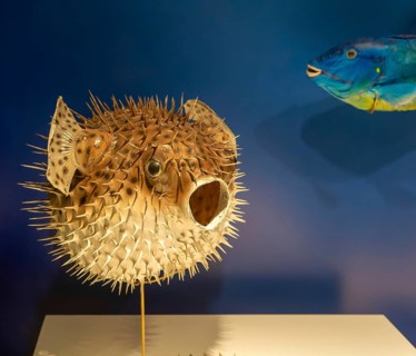 Spotted porcupine fish, Diodan Hystrix, archaeological site and museum of Templo Mayor, Mexico
