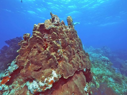 Great star coral (Orbicella faveolata) in clear water, ideal for divers, rich in marine life, dive