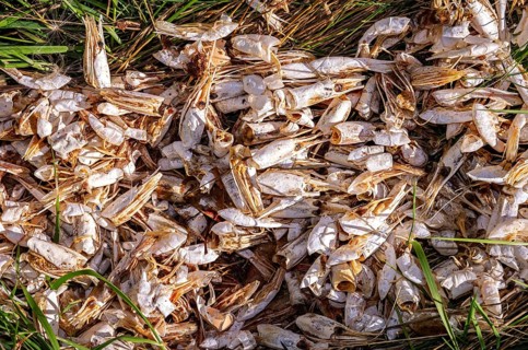 A collection of sun-bleached shells of crustaceans, shrimps, in a meadow