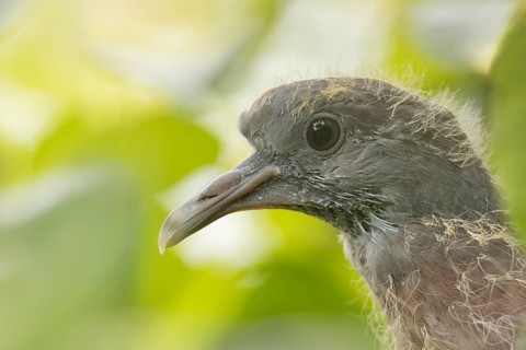 Wood pigeon (Columba palumbus) juvenile baby cobb bird animal head portrait, England, United