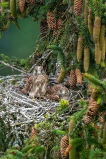 Common kestrel (Falco tinnunculus), young birds not yet ready to fly in the nest,