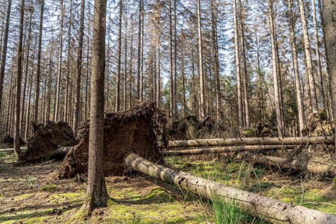 Forest dieback in Arnsberg Forest, northern Sauerland, dead spruce trees, partly uprooted,