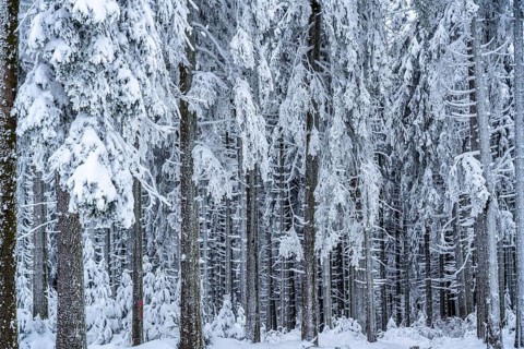 Snow-covered spruce trees, winter in Sauerland, Hochsauerlandkreis, at Kahler Asten, near