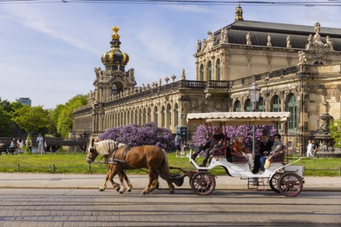 The lilacs bloom magnificently at the Zwinger moat, Dresden, Saxony, Germany, Europe