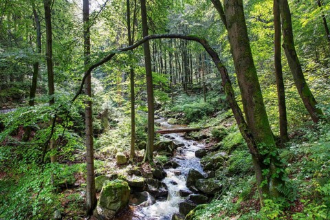 Ilse stream in the Ilse valley, hiking trail to the Brocken, 10 August 2014, Ilseburg,