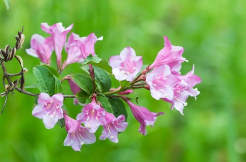 Weigela flowering branch in the botanical garden in spring