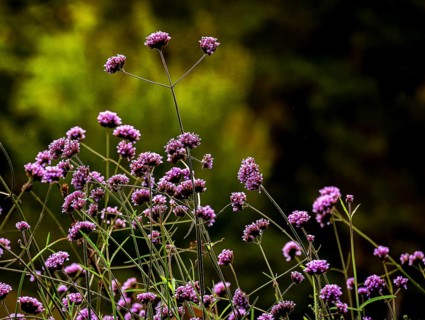 Nature, Plant, Verbena, Verbena officinalis, Verbena officinalis