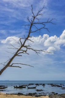 Fishing boats on the coast, tree, dead, clouds, blue sky, picturesque, travel photo, longtail boat,