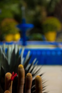 Majorelle Garden, botany, cactus, cacti, flora, plant, botany, tropical, climate, architecture,