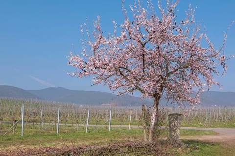 Flowering almond tree (Prunus dulcis) in a vineyard, Southern Palatinate, Rhineland-Palatinate,