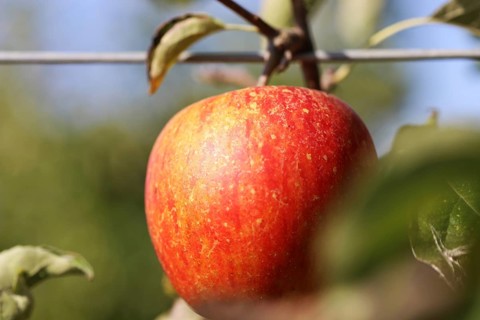 Ripe apple on the tree