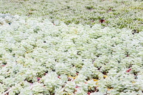 Small succulent plants background. greenhouse, top view, floral texture