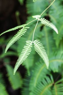 Ornamental green fern leaves in the jungle