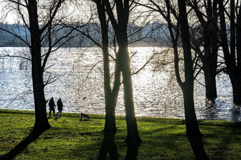 Rhine meadows near Duisburg-Neuenkamp, slight flooding, flooded meadows, bare trees in winter,