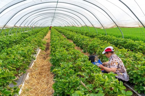 Harvesting strawberries, harvest helper, strawberry cultivation in the open field, under a foil
