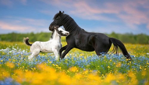 A black mare and a foal, horse, horses. Studio, AI generated