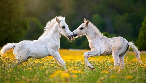 AI generated, Two young white foals playing on a flower meadow, Studio, AI generated