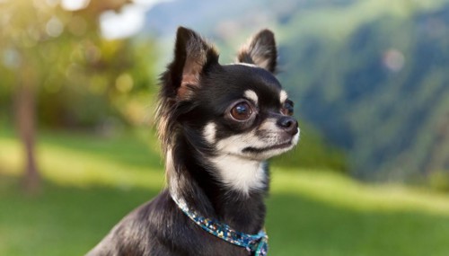 Pets, Dog, Chihuahua, AI-generated, AI generated