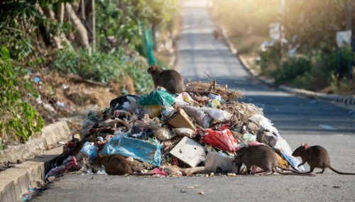 Symbolism, a pile of rotting rubbish on the side of the road, with rats on it, AI-generated,