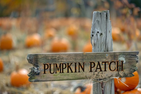Wooden sign with text 'Pumpkin patch' with orange pumpkins in background. Generative AI, AI