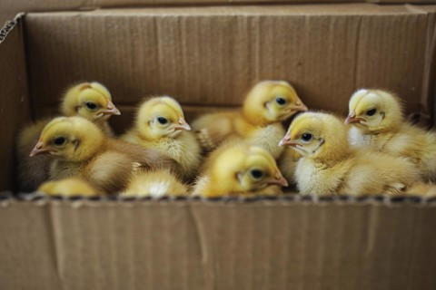 Box full of young chicks KI generiert, generiert. KI generiert, generiert, AI generated