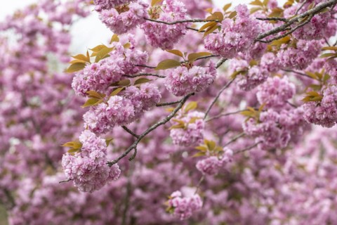 Japanese flowering cherry (Prunus serrulata Kanzan), Emsland, Lower Saxony, Germany, Europe