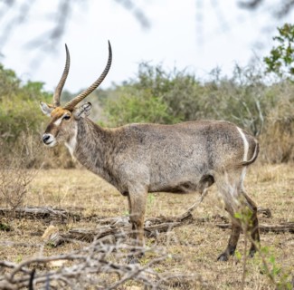 Ellipsen waterbuck (Kobus ellipsiprymnus), adult male, Kruger National Park, South Africa, Africa