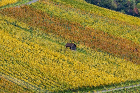Vineyards in autumn, Rotenberg, Stuttgart, Baden-Württemberg, Germany, Europe