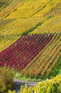 Vineyards in autumn, Rotenberg, Stuttgart, Baden-Württemberg, Germany, Europe