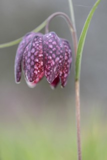 Snake's head fritillary (Fritillaria meleagris), Emsland, Lower Saxony, Germany, Europe