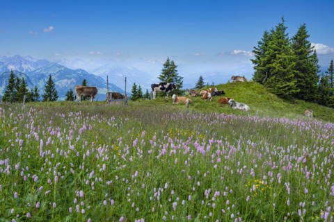 Snake knotweed (Bistorta officinalis), at Wertacher Hörnle, 1695m, behind it the Grünten, 1783m,