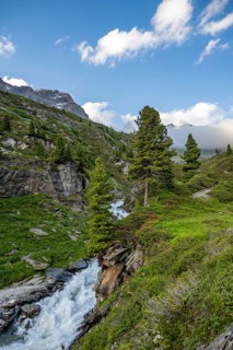 Mountain landscape with alpine roses and mountain stream Zemmbach, Berliner Höhenweg, Zillertal