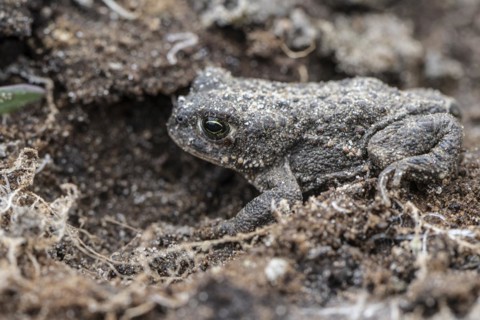 Natterjack toad (Bufo calamita), Emsland, Lower Saxony, Germany, Europe
