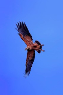 Fish hawk (Busarellus nigricollis), adult flying, hunting, on the hunt, Pantanal, Mato Grosso,