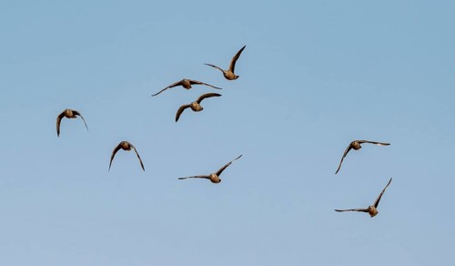 Burchell's sandgrouse (Pterocles burchelli), group in flight, Etosha National Park, Namibia, Africa