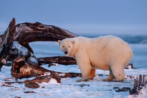 Polar bear (Ursus maritimus), standing in the snow in front of whale bones, evening light, pack