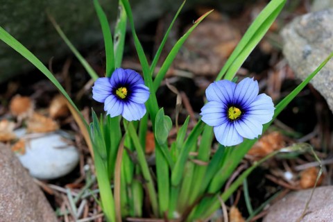 Blue rush lily (Sisyrinchium angustifolium), flower, blooming, at a pond, Germany, Europe