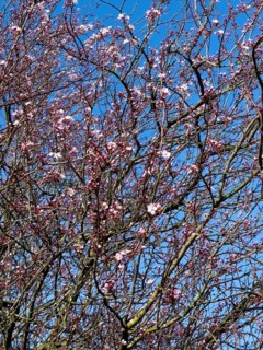 Large tree-like shrub myrobolane (Prunus cerasifera) Blood plum Nigra sprouts tosa blossoms at the