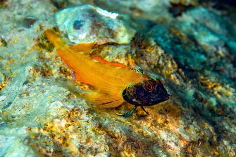 Male specimen of Tentacled Blenny (Tripterygion delaisi), Mediterranean Sea, Tyrrhenian Sea, Italy,