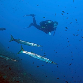 Diver looking up at a small group of European barracuda (Sphyraena sphyraena) swimming behind a