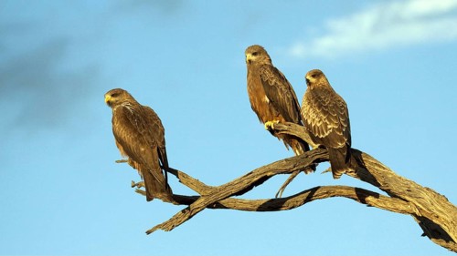 Shag Kite, three individuals, perched, (Elanus caerulescens) on perch Kalahari, South Africa,