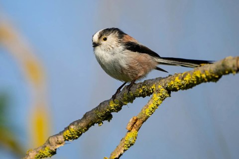Bearded reedling (Panurus biarmicus), Offstein sewage ponds, Neuhofen, Rhineland-Palatinate,