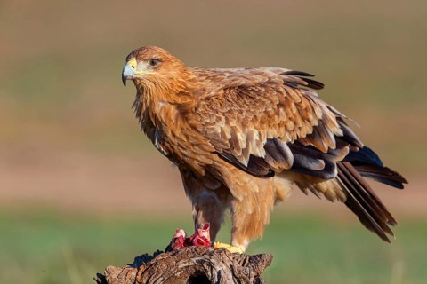 Spanish imperial eagle (Aquila adalberti), El Millaron Imperial Eagle Hid, Salorino, Extremadura