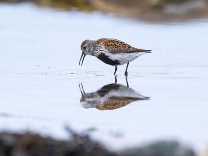 Dunlin (Calidris alpina) adult, calling from a rock pool, at low tide, at midnight, May,