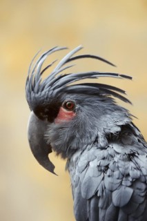 Palm cockatoo (Probosciger aterrimus), portrait, captive, occurring in Australia and New Guinea
